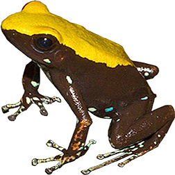Climbing Mantella